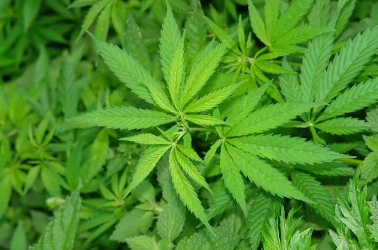 More studies into medical marijuana for brain tumors